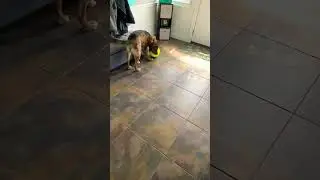 Puppy vs giant ball 