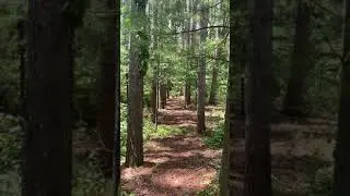FREE 4K UHD Relaxing Forest 🌲 Stock Footage Vertical Video