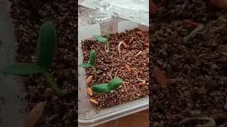 #проращиваниесемян #огурцы 🌱 #арбуз Огонёк 🍉 #огород