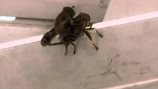 sex bee