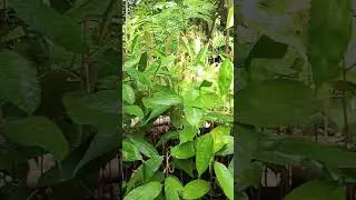 hutan pohon durian