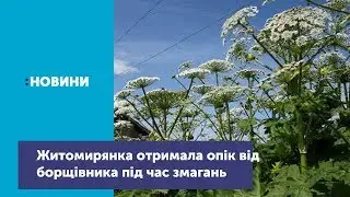 Житомирянка отримала опік від борщівника під час змагань з бігу