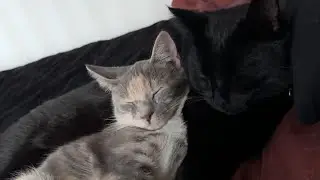 The best foster dad I know