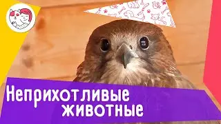 3 вида неприхотливых в уходе животных