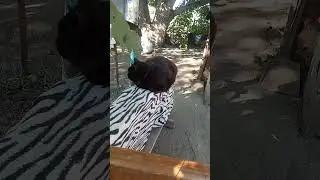 Наблюдательный пункт #кота Буси 29#августа