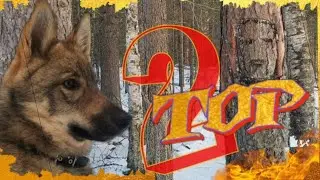Западно-Сибирская Лайка по кличке ТОР.Часть 2