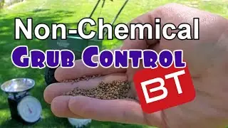 Grub Control in Summer WITHOUT Chemicals - BT