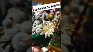 Цветение кактусов #cactus #flovers #garden #plants #succulent #кактусы #rebutia