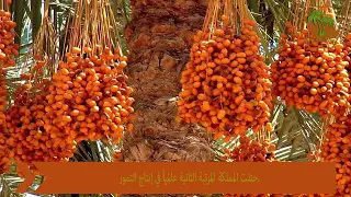 المملكة العربيه السعوديه تحتل المركز الثاني عالمياً في انتاج التمور  2017 - مشروع نهائي