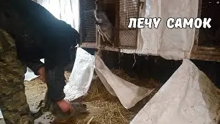 Удачная каша для НУТРИЙ. ЧЕМ лечу у самочек мастит. 10. 02. 25