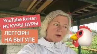 Как просто оборудовать выгул для кур