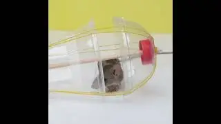 🐁Best Humane Mouse & Rat Trap🐁 