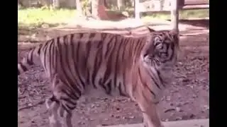 ээ ты че | jokeswithanimals | Тик Ток #Shorts