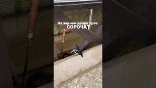 Сегодня встретили за домом трое сорочат. Откуда они пришли не ясно. Будем наблюдать. #дачныйдневник