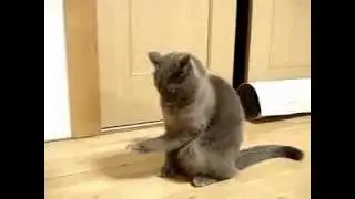 Кот и бумажка