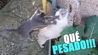 EL NUEVO GATITO YA TIENE VOZ, TÚ ELIGES