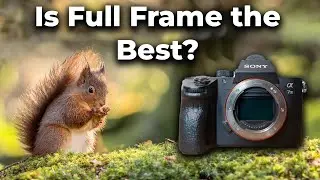 What Is The Best Sensor Size For Wildlife Photography