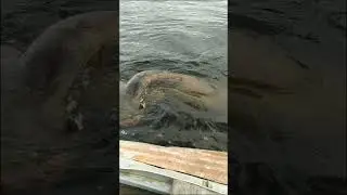 РЫБАЛКА. ОГРОМНЫЙ СОМ