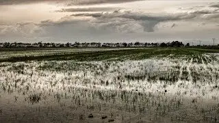 Los arrozales del delta del Ebro