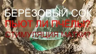 Берёзовый Сок и Пчёлы