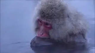 Japanese snow monkeys relaxing and meditating in hot spring