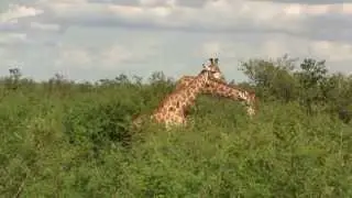 Mutualism: Giraffes & Oxpeckers. Мутуализм: Жирафы и волоклюи [1639sp]