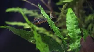 Danio margaritatus