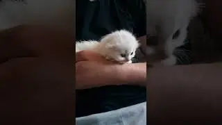 котик на руке