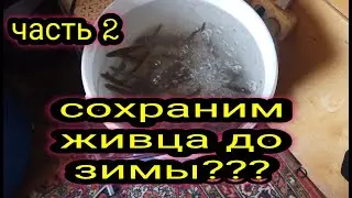 ХРАНЕНИЕ ЖИВЦА / ЧАСТЬ 2 
