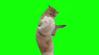 Fighting Cat Memes | Green Screen HD