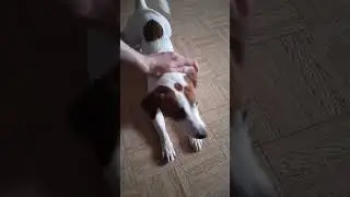 собакенка