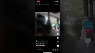Funny animal and birds on  ring camera