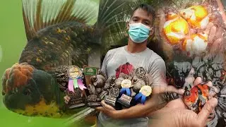 FV VLOG #109:  Best Demikin Breeder in CDO