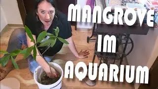 Venezuela im Flur - Mangrove einbauen & Layout - 2/5 | NordicMoor | [09/2023]