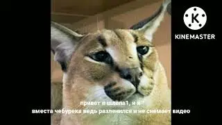 шлëпа1