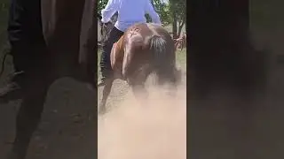#лошади