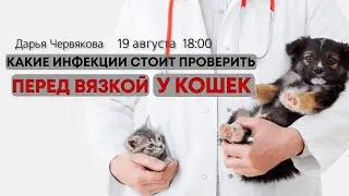 Какие инфекции стоит проверить перед вязкой у кошек
