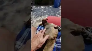 Dogs Doxie Chill and Love #shorts