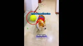 🐶🎈 The Dog and the Balloon Challenge: Will He Win the Prize?