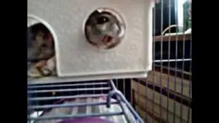 хомяк пискун