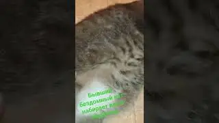Бывший бездомный кот набирает вес в обществе. #бездомныйкот #котдома #котик #виделивидео #толстыйкот