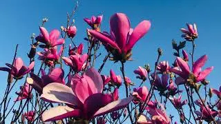 Sri Lankan New Year Message Bhante Devananda