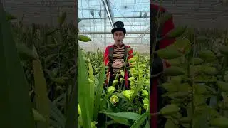 It's the Orchid Heaven that Blows your mind!🌺 #cymbidium #flowergarden #flowernursery #floraldesign