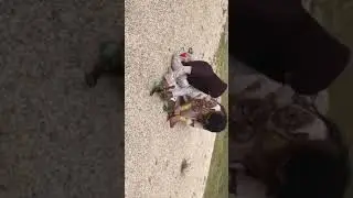 بنات تذبح ذبيحة