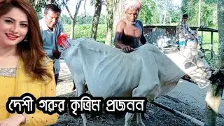 যেভাবে দেশী গরুর কৃত্রিম প্রজনন করা হয় | Cow Artificial insemination in Village