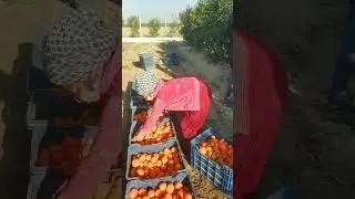 these workers must be crazy