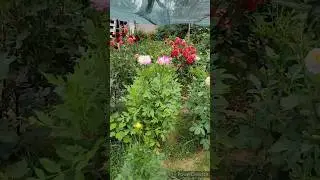 Георгины цветут ! ❤️