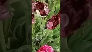 кунелле утсен ял коннэрегез!
