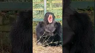 I bet you can't get through this video without yawning! #silverback #gorilla #yawnchallenge