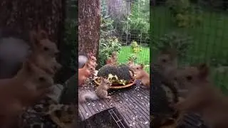squirrel eat what